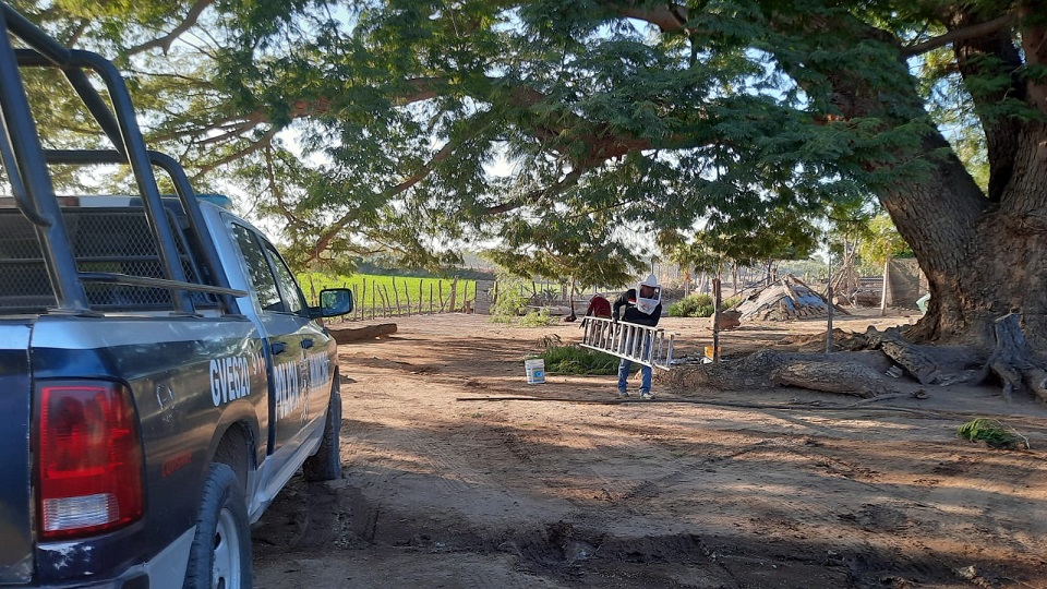 Dan de alta a elemento de Protección Civil que cayó de un árbol mientras quitaba panal de abejas; ya está en casa