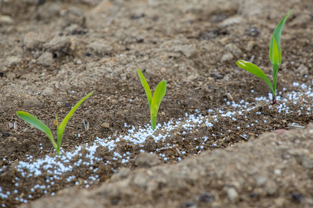 Sinaloa será el primer estado en recibir fertilizantes gratuitos anuncia AMLO ¿quiénes serán beneficiados?