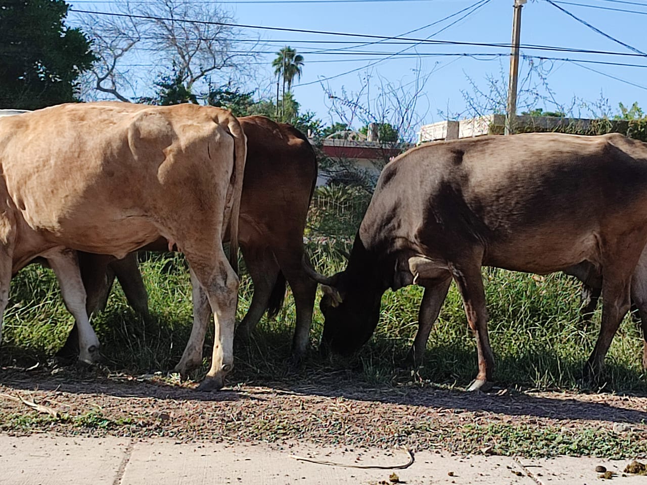 Ganaderos de Sinaloa tendrán un buen cierre de año: UGRS