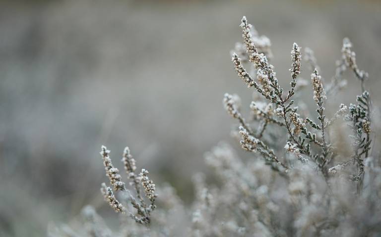 Frente frío 19 y onda gélida, ‘congelarán’ algunas zonas de México; así las condiciones del clima en Sinaloa