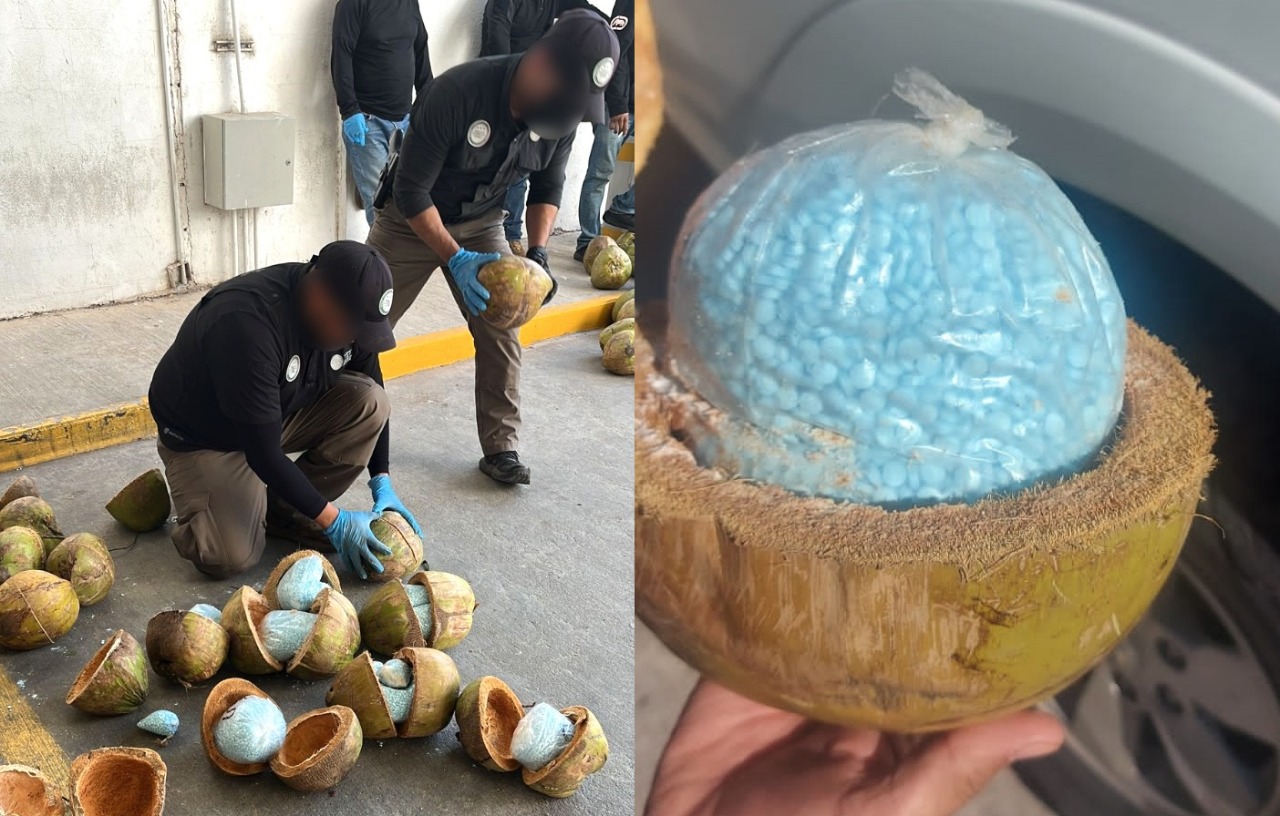 Oculto en cocos… hallan y decomisan aproximadamente 300 kilos de fentanilo en Sonora