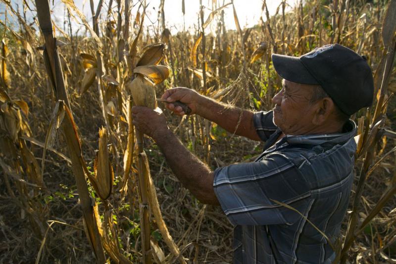 Posible recesión económica pone en picada precios de los granos