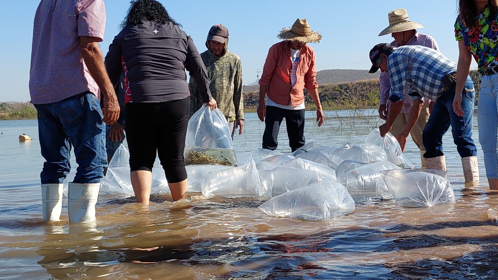 Repoblan la presa Eustaquio Buelna con 700 mil alevines, pero preocupa el desfogue de agua que están haciendo para la agricultura