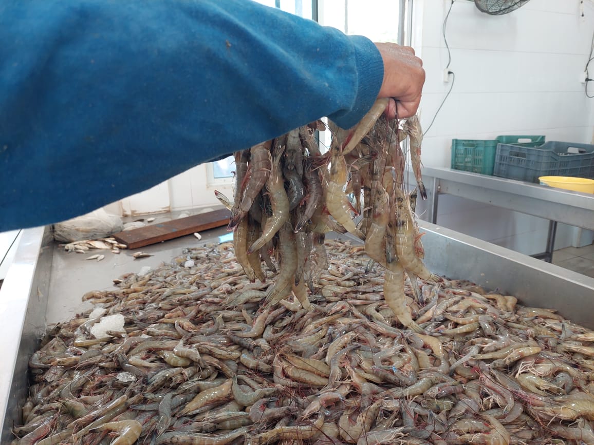 Pescadores ribereños de Topolobampo califican de muy buena la actual temporada de camarón, pese a arranque complicado