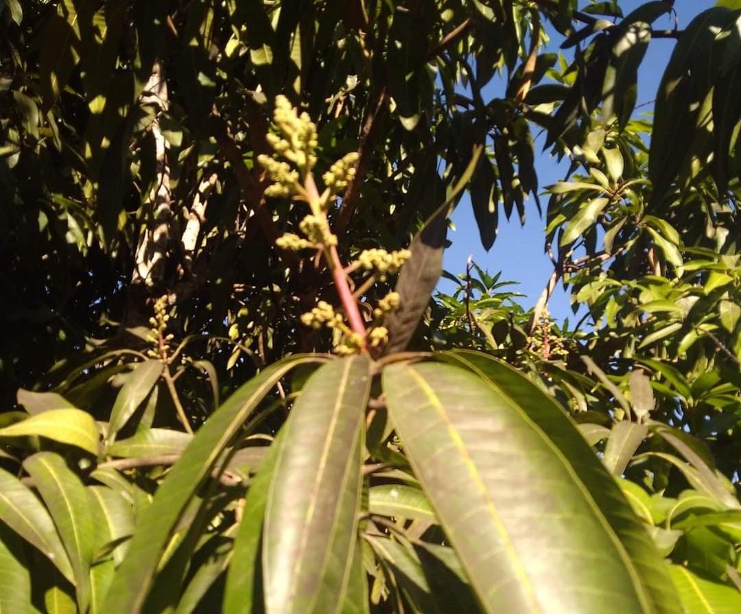 ¿Es un milagro? En pleno diciembre empiezan a florecer los árboles de mango en huertas de Sinaloa
