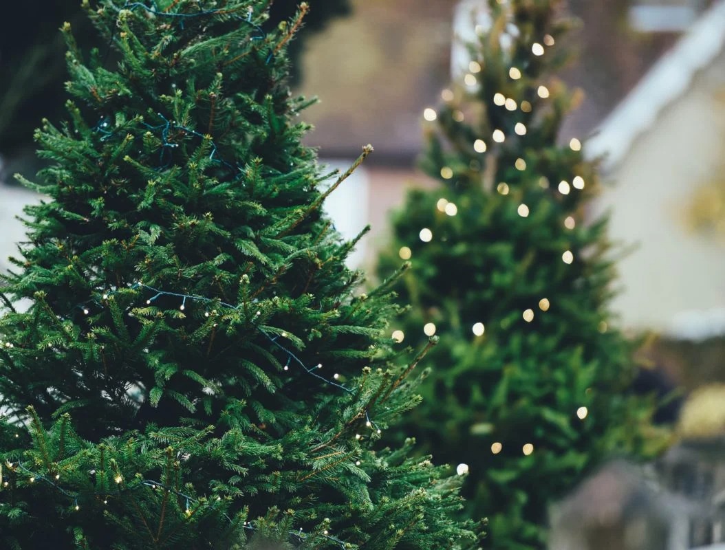 ¿Dónde desechar arbolitos de Navidad naturales? En Culiacán, Sinaloa habrá centros de acopio