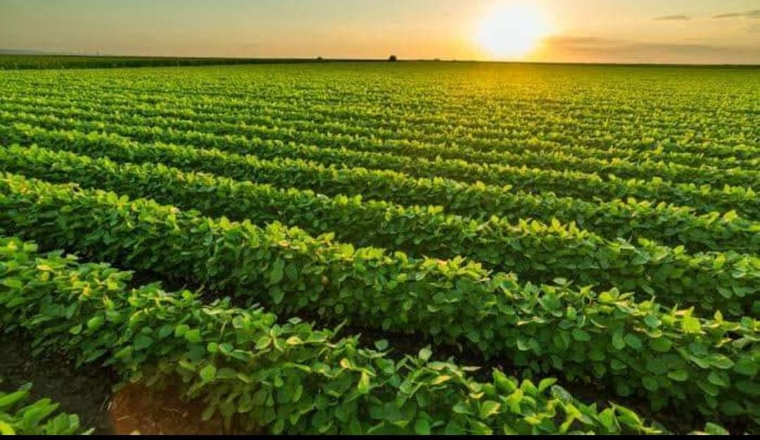 Hasta los 5 grados centígrados bajarían temperaturas este fin de semana; agricultores preparan cultivos