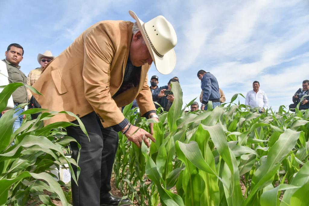 Sin dinero por falta del pago del gobierno, campesinos de Sinaloa están en la disyuntiva de ir a sembrar