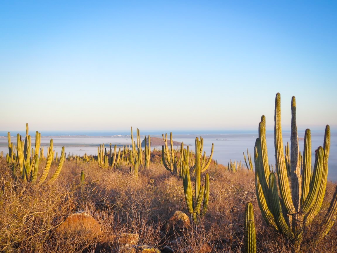 ¡Ahome está listo! Anuncia Turismo Municipal la reactivación de las Rutas “Vive Los Mochis” en el 2023