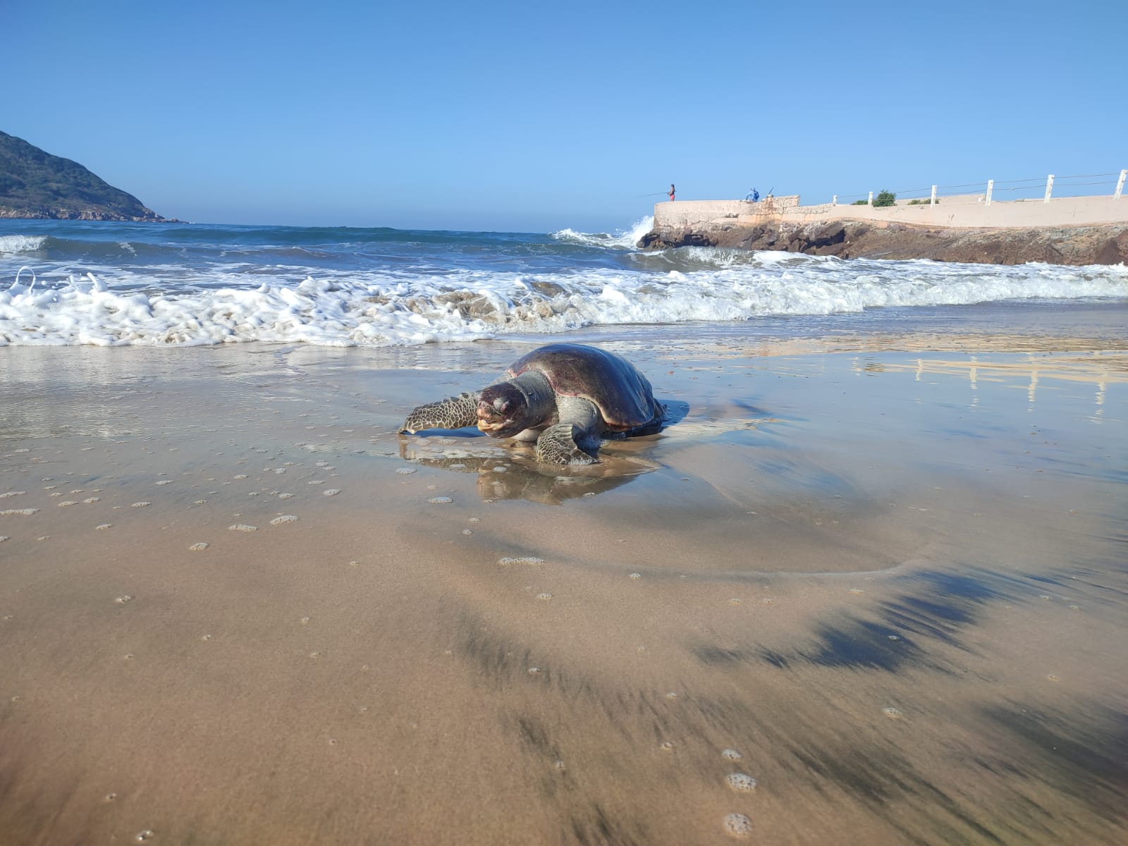 Aparece tortuga muerta en playas de Mazatlán; causa asombro entre turistas