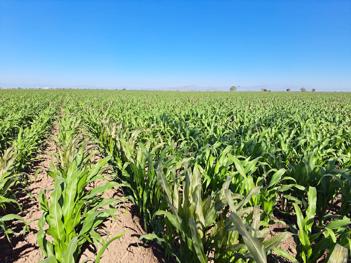 Agricultores de Mazatlán agradecen abundantes lluvias al generar humedad en sus tierras y fortalecer la actividad