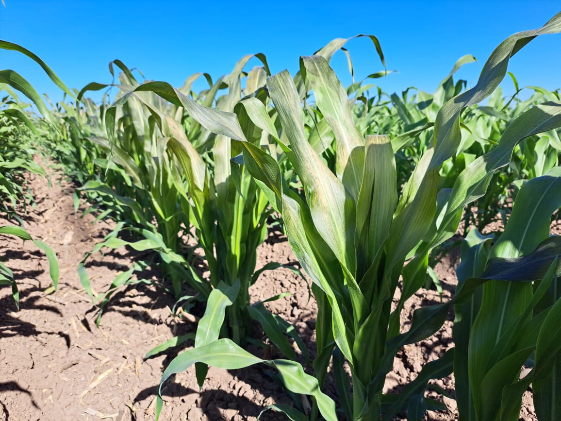 Bajas temperaturas dejan daños parciales en cultivos de Guasave