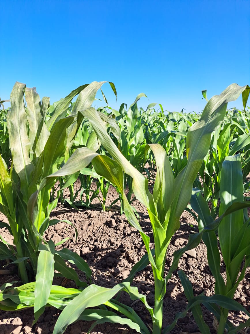Con las ‘costillas apretadas’ el agro; Guasave registra hasta 3 grados de temperatura esta mañana