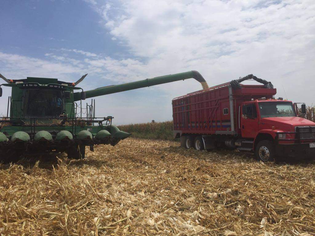 Confían agricultores que 2023 sea de buena comercialización para sus productos, principalmente los granos