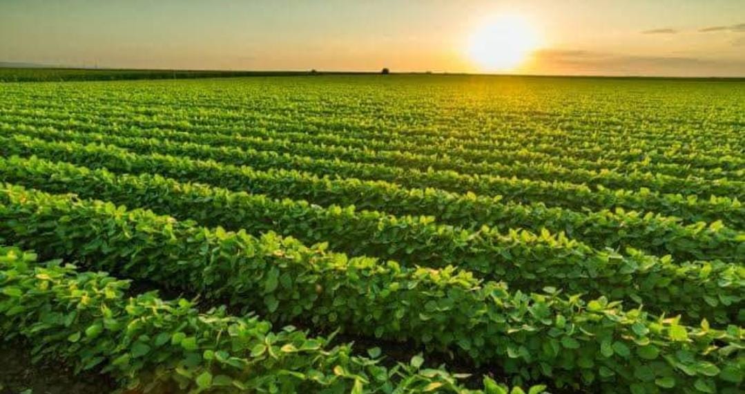 Usuarios de Módulo Mavari inician riego de sus frijoles, va lento el desarrollo por lo prolongado del calor