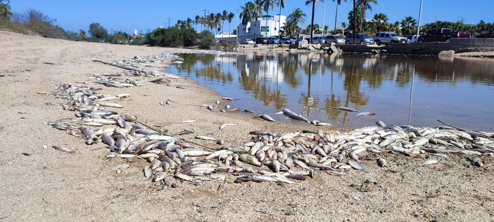 Detectan mortandad de peces en el Estero del Yugo en Mazatlán