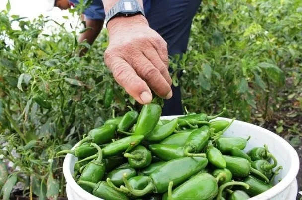 En positivo cerrarán cosechas de chile, productores mazatlecos reportan buena producción y precios