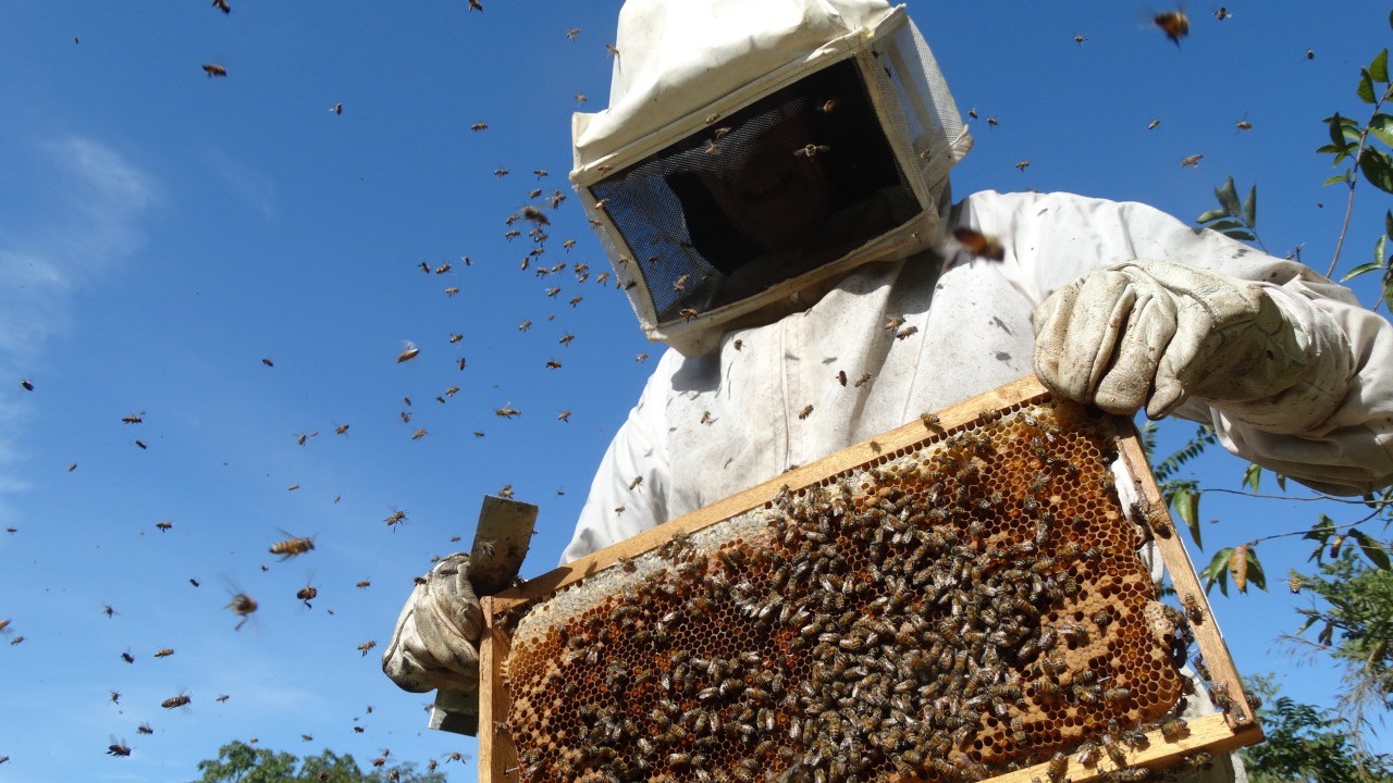 ¿Miel gratis para todos? Esta es la propuesta de Ecología para proteger a las abejas en Mazatlán
