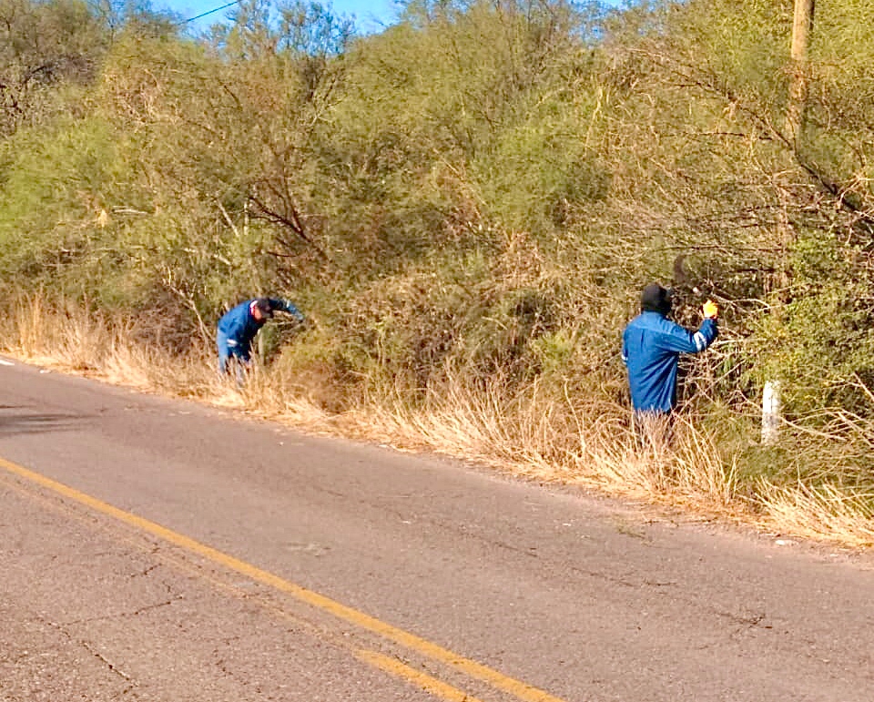 Gobierno de El Fuerte emprende campaña de limpieza de carreteras y reforestación