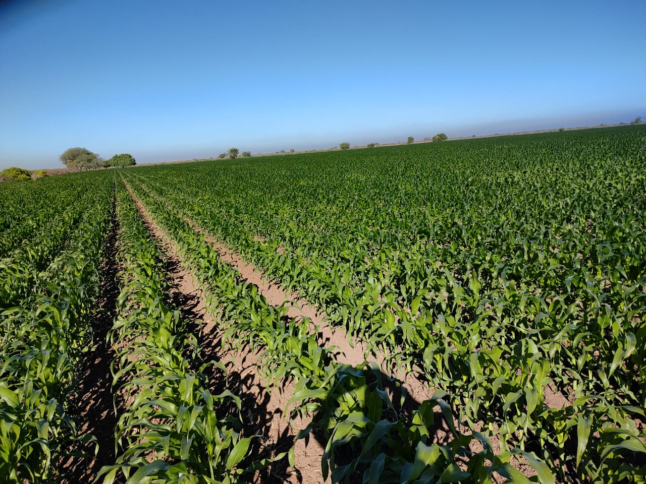 Hay daños totales y parciales en los cultivos en pie en El Carrizo por intenso frío: Sanidad Vegetal