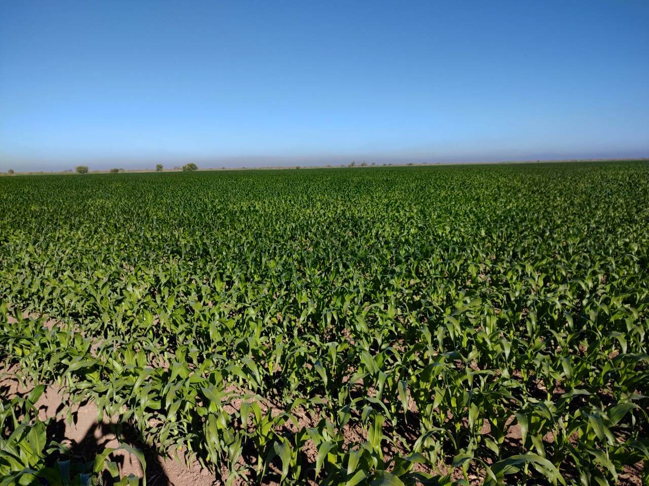 Las bajas temperaturas registradas ayudan al cultivo de temporada: Jaime Montes