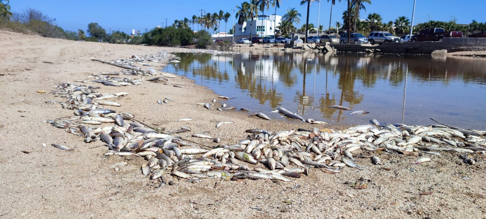 Impulsarán red de Monitores Ambientales en Mazatlán tras mortandad de peces en el Estero del Yugo, detectaron obstrucción a redes de drenaje