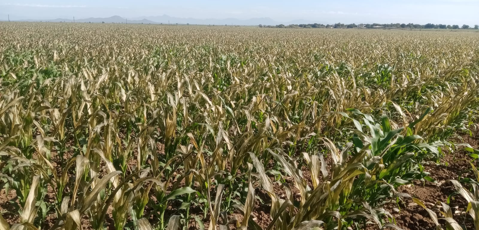 Por heladas reporta AARFS daños parciales en aproximadamente 2 mil hectáreas en la zona norte