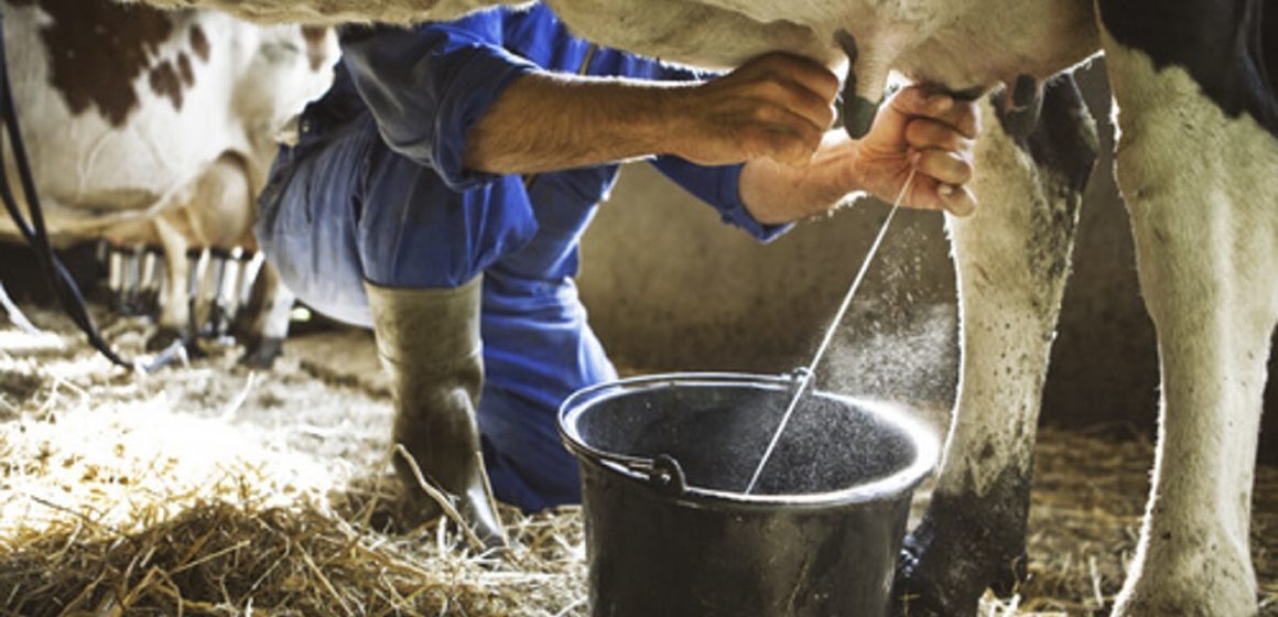Avizoran paro lechero en Sinaloa, urgen apoyo de Rocha Moya en incremento a leche caliente