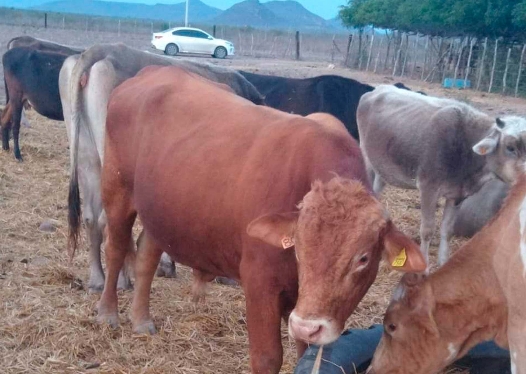 Presencia de gusano barrenador en Sinaloa provoca caída del precio del becerro