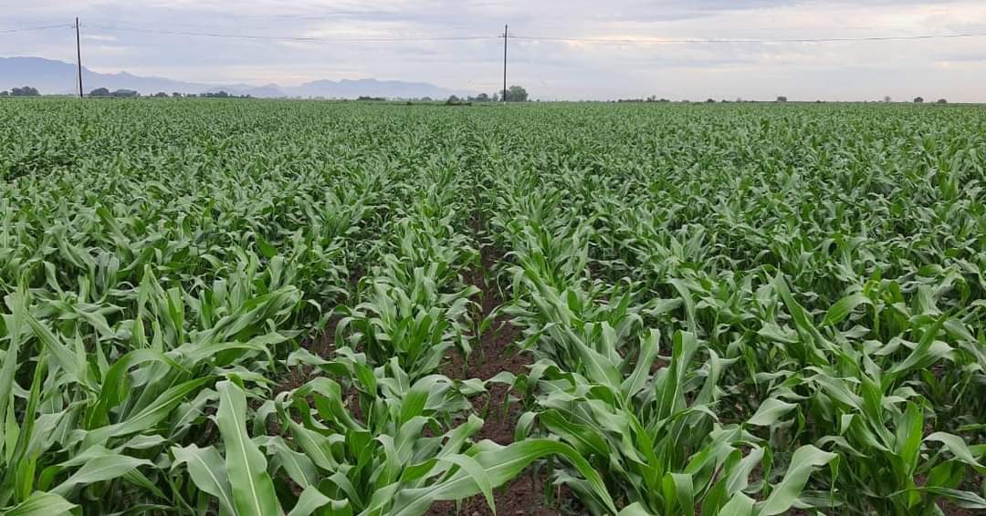 Productores del valle de El Carrizo preparan sus tierras de cultivo a espera de la asignación del agua