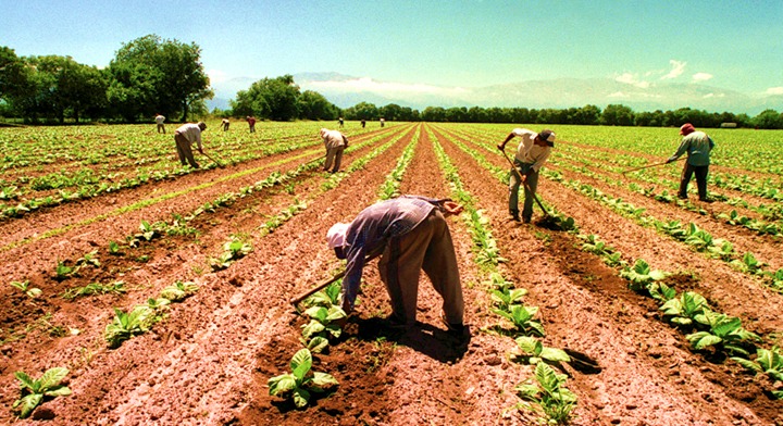 Llegarán a Elota, programas Mujer Productiva y Fertilizantes con los que pretenden impulsar 4 mil toneladas de producción