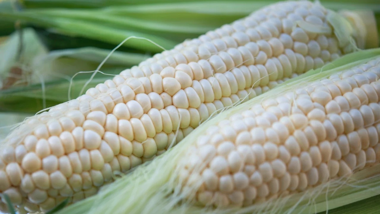 Se requiere el apoyo del Gobierno federal para apoyar al sector productor del grano básico; se ocupa dinero