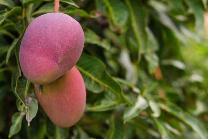 Después de la floración temprana del mango, esperan un buen precio a mediados de mayo