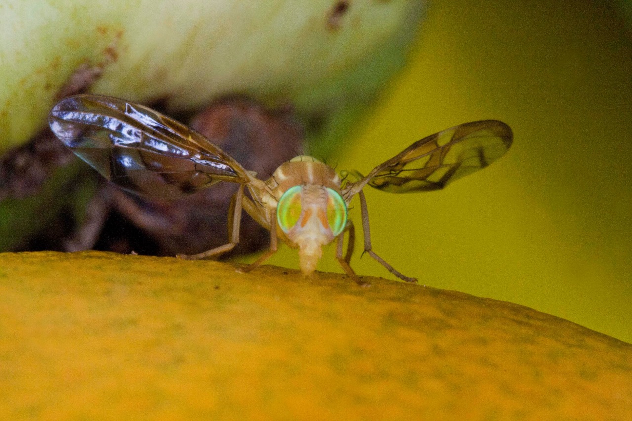 Ratifican a Sinaloa y 16 entidades más como zona libre de dos especies de mosca de la fruta