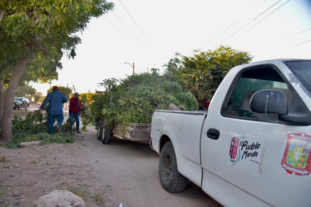 Recolección se está llevando los árboles de Navidad en Salvador Alvarado; piden que los coloquen en los cestos