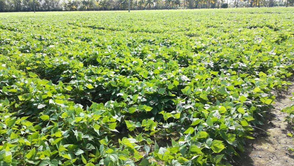 Frijoleros esperan mínimamente 35 mil pesos por tonelada del básico