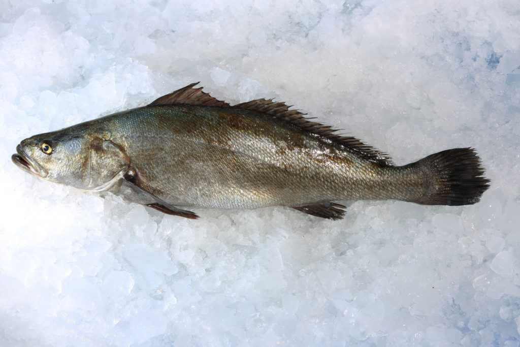 ¿A qué se dedicaban? Desarticulan al Cártel de la Totoaba, que ponía en peligro a la vaquita marina