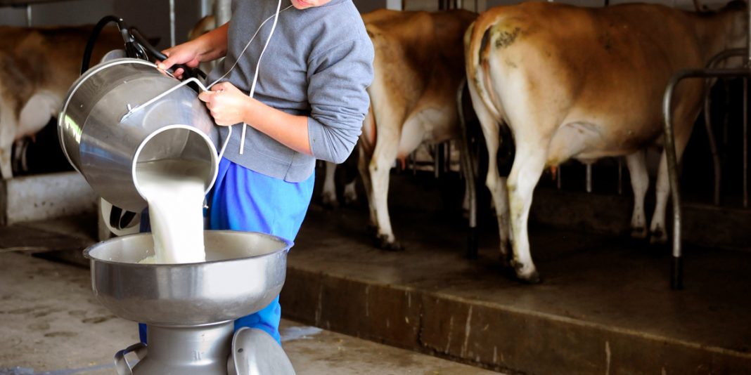 Van ahora por 11.00 pesos por litro de leche en Sinaloa, ganaderos confían en respaldo de Rocha Moya para alcanzarlo