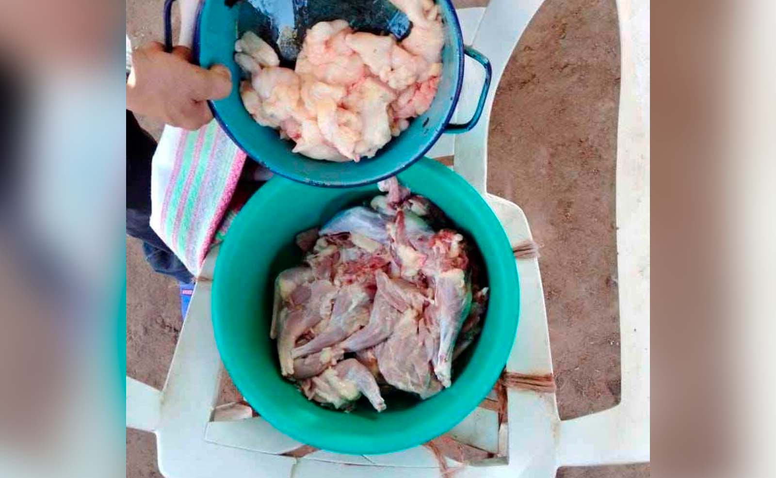 ¿Ignorancia o crueldad? Venden en redes sociales carne de tlacuache, animal en riesgo de extinción