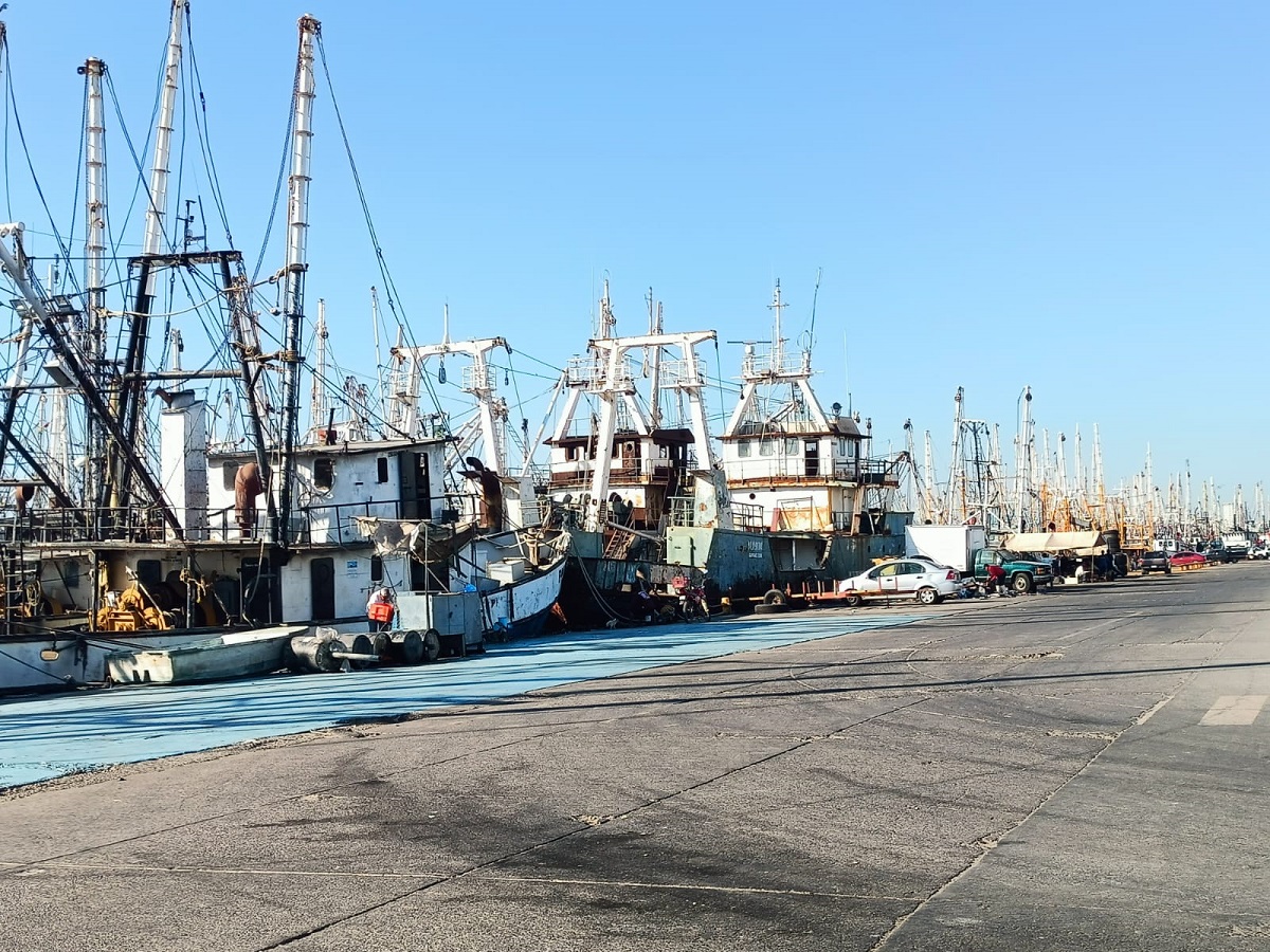 Caída en producción de camarón ya repercute en Mazatlán, se han perdido alrededor de 4 mil empleos
