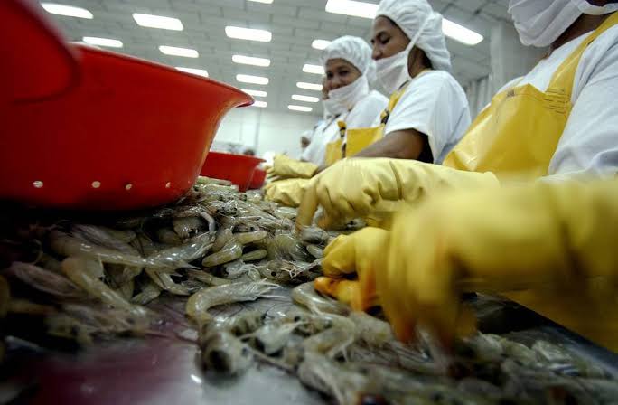Ecuador lo vuelve hacer; camarón ecuatoriano se está comiendo el mercado norteamericano y precios cayeron 30% para México