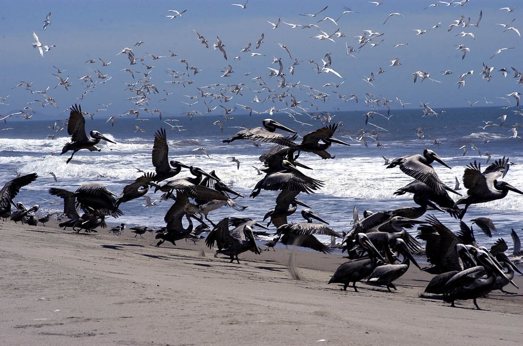 Mazatlán, paraíso de las aves; han sido avistadas más de 200 especies e invitan a participar en el Conteo Navideño de Aves, el más antiguo