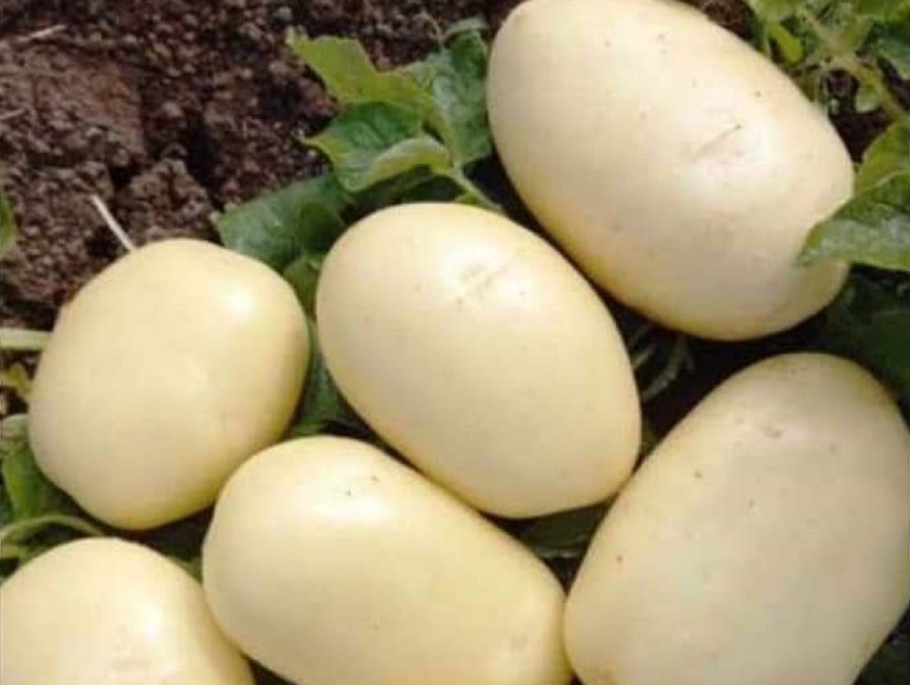 Avanza positivamente la cosecha y comercialización de Papa Mochis