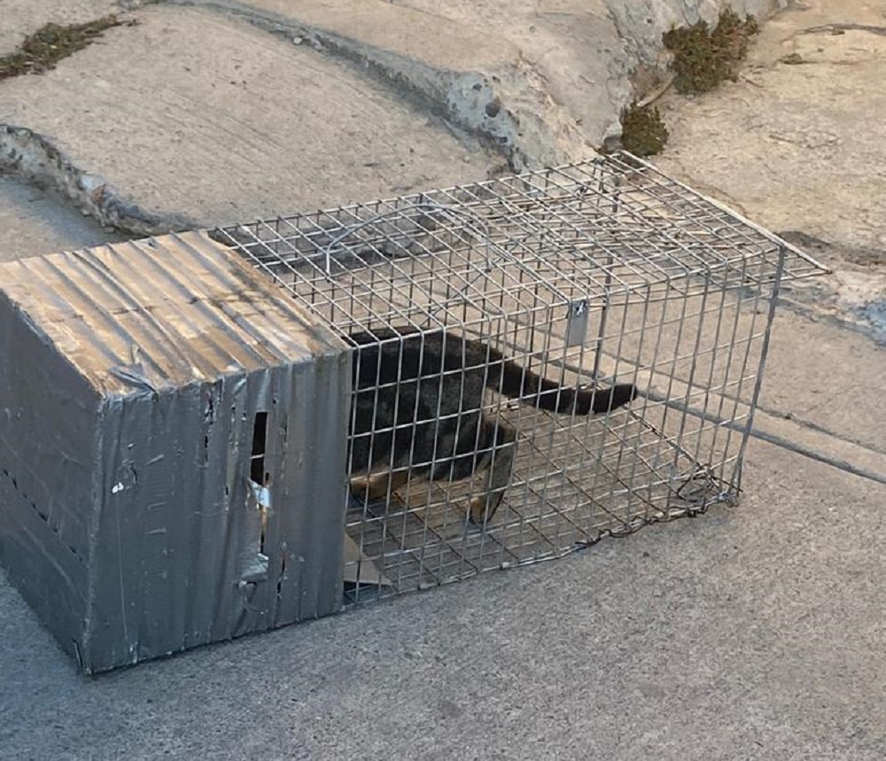 ¡Van por los michis! Ecología intensifica operativo para erradicar reproducción de gatos ferales en Mazatlán