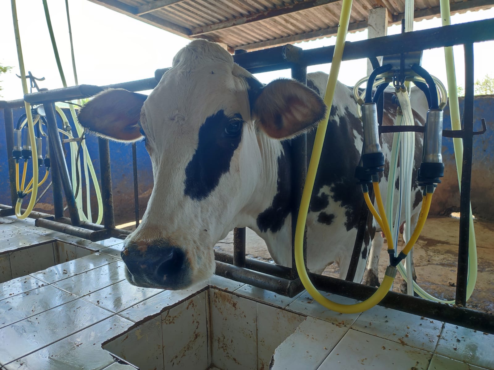 Ganaderos de Sinaloa piden aplicar aranceles a la leche en polvo ante la introducción desmedida