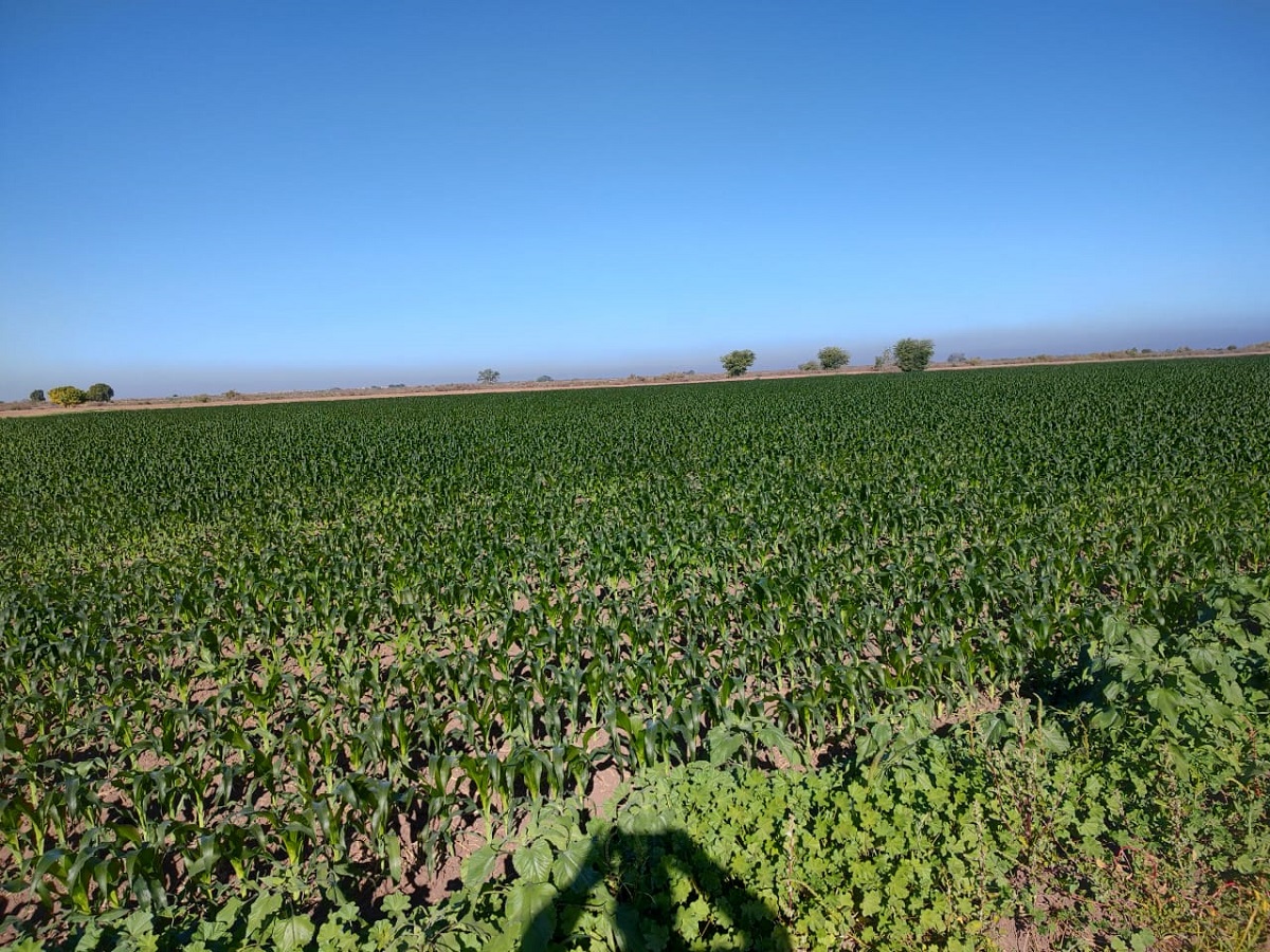 Hay daños parciales en 11,856 hectáreas de cultivos y 180 totales por el intenso frio en todo Sinaloa: Cesavesin 