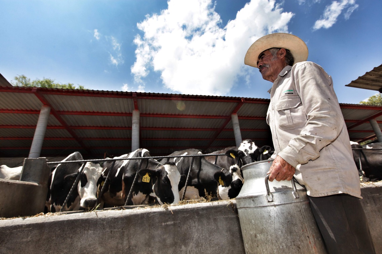 Este viernes se decide el futuro de los productores lácteos del sur; quieren 14 pesos por litro de leche caliente