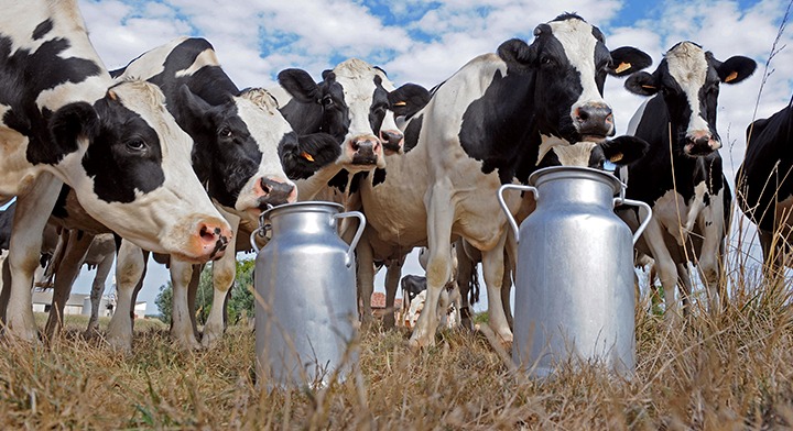 Ganaderos de Sinaloa buscan que pasteurizadoras le paguen más por el litro de la leche