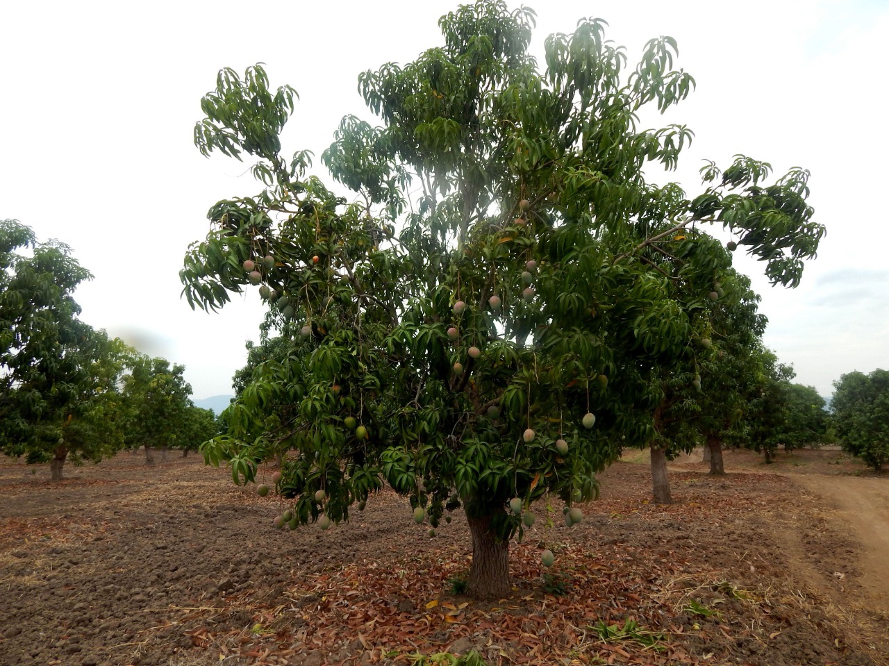 Productores de mango en Escuinapa cumplen como pueden con riegos para tener buen fruto: AARLC