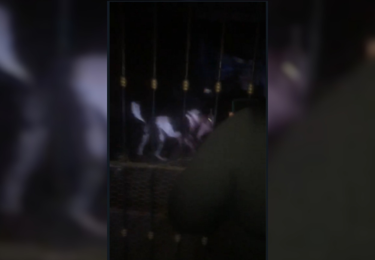 PC sí atendió denuncia de perros pitbull en Los Mochis; pedirán a dueño moverlos del lugar